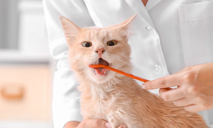 Auxiliar técnico veterinario: ¿qué hace, cuánto cobra y cuánto tiempo se estudia?