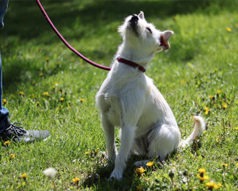 Descubre nuestra maestría internacional en etología canina