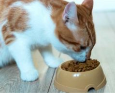 Maestría Internacional en Nutrición Veterinaria (Animales de Compañía)