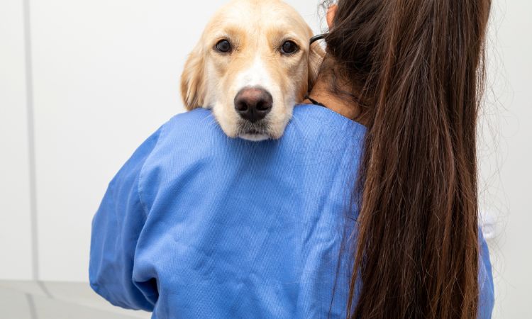 ¿Cómo ser Nutriólogo/a Veterinario? Todo Lo Que Debes Saber Para Ser Un/a Profesional