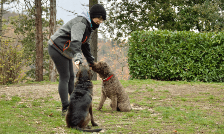 Por qué estudiar etología canina es esencial para los amantes de los perros